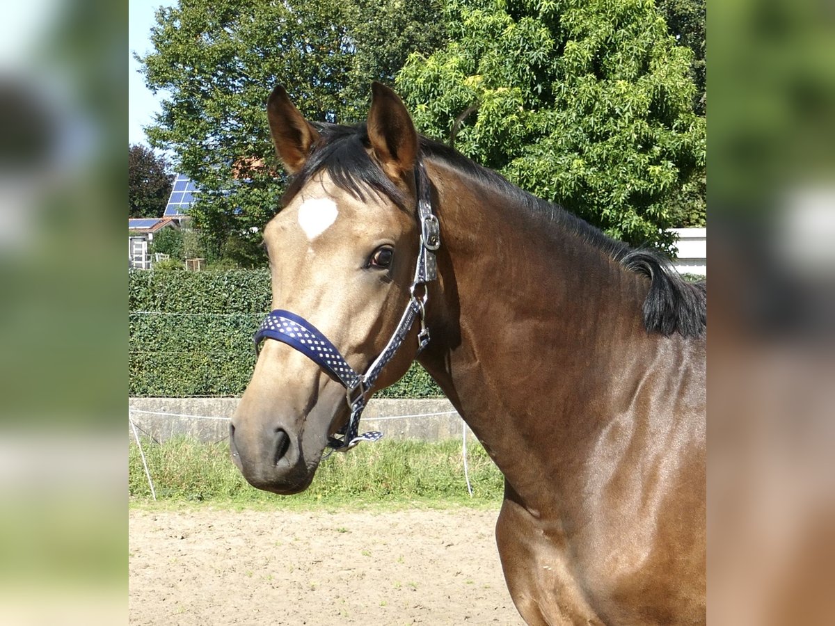 Más caballos centroeuropeos Semental 3 años 170 cm Buckskin/Bayo in Borgentreich