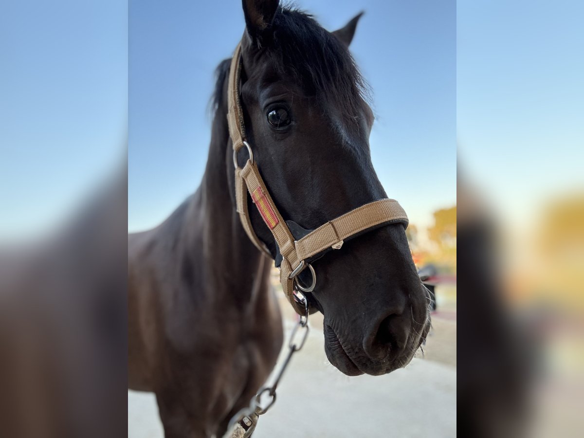 Más caballos centroeuropeos Semental 4 años Negro in Boqueres