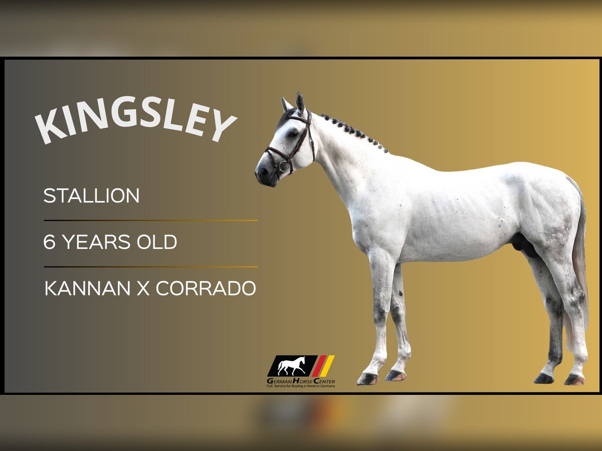 Más caballos centroeuropeos Semental 6 años 170 cm Tordo in Z&#xFC;lpich