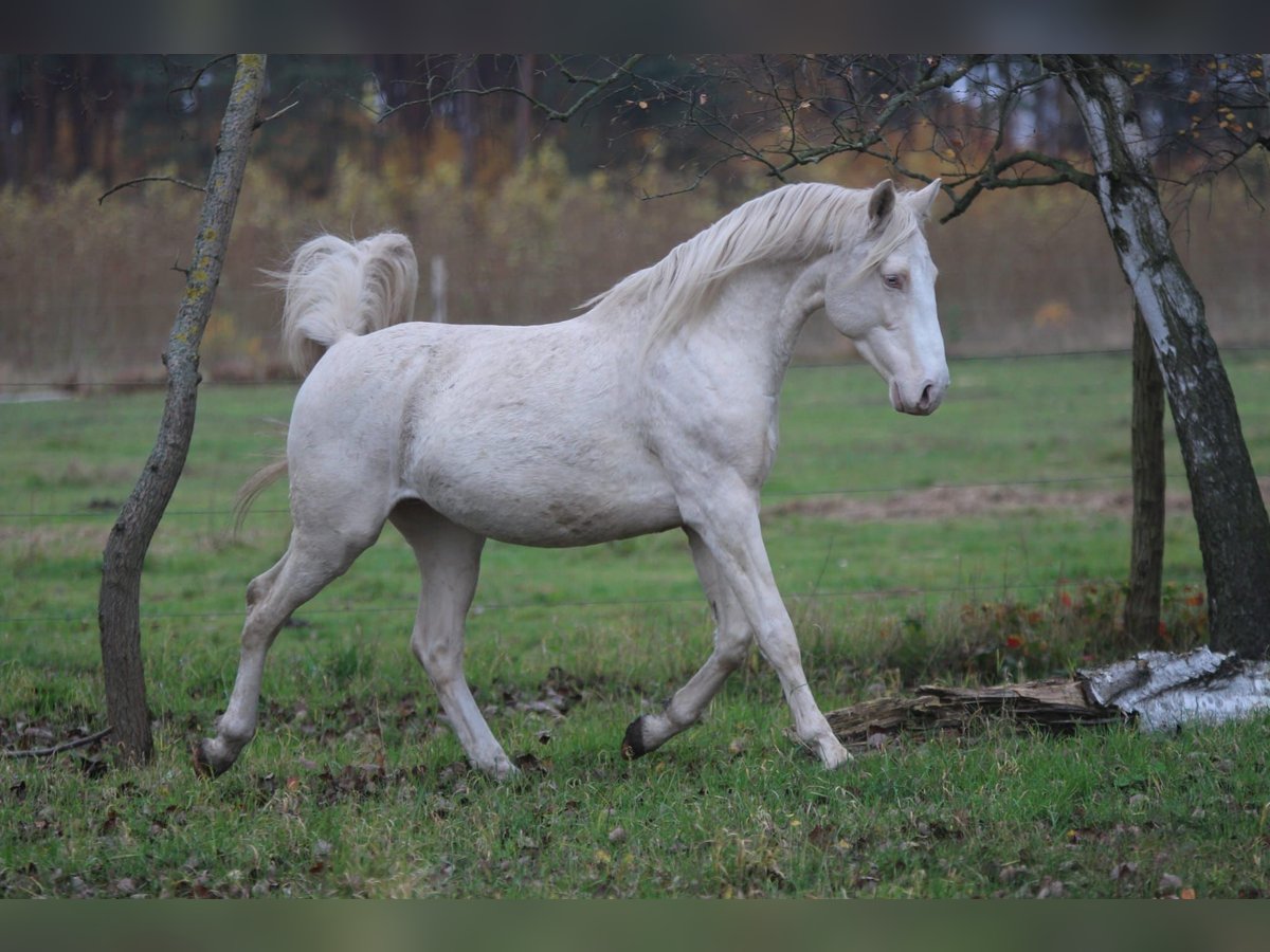 Más caballos centroeuropeos Semental Cremello in Wandlitz