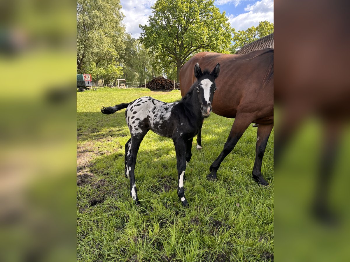 Más caballos centroeuropeos Semental  160 cm Atigrado/Moteado in Trzciel