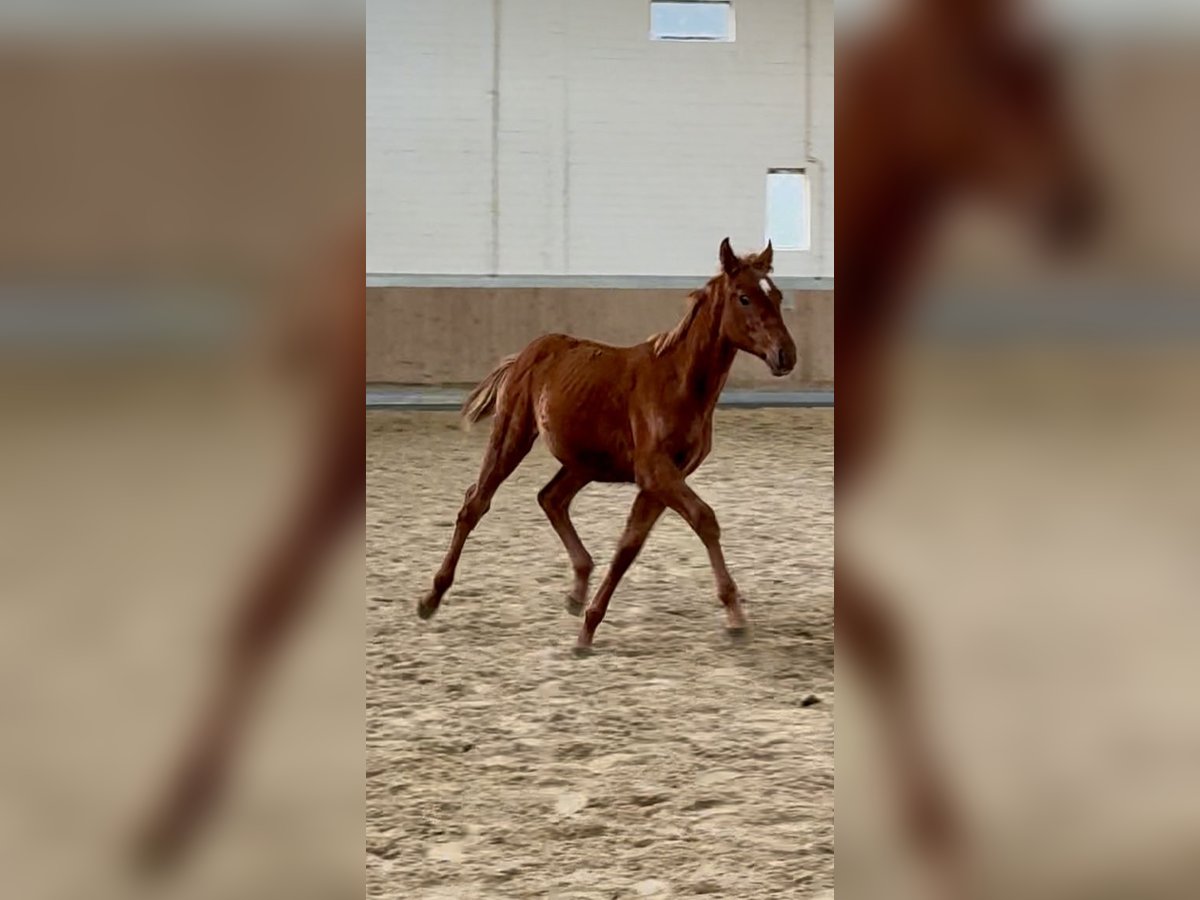 Más caballos centroeuropeos Semental Potro (04/2025) 168 cm Alazán in Warendorf