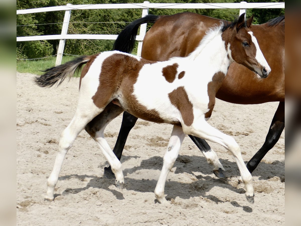 Más caballos centroeuropeos Semental  168 cm Pío in Borgentreich