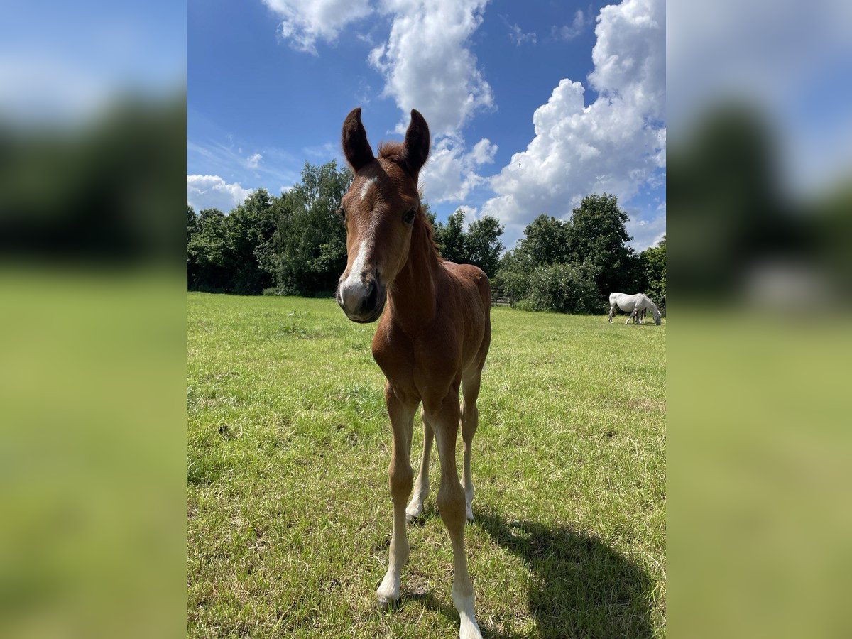 Más caballos centroeuropeos Semental Potro (04/2024) Alazán in Bramsche