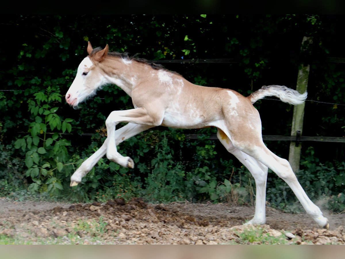 Más caballos centroeuropeos Semental  Sabino in Bou&#xE9;e