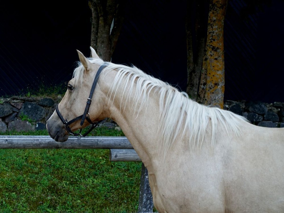 Más caballos centroeuropeos Yegua 10 años 156 cm Palomino in Ruila