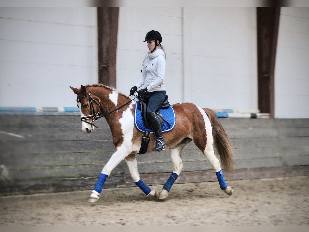 Más caballos centroeuropeos Yegua 10 años 156 cm Pío in Cuxhaven