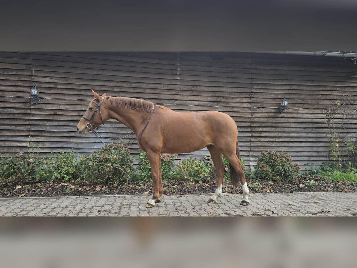 Más caballos centroeuropeos Yegua 10 años 161 cm Alazán in Minden