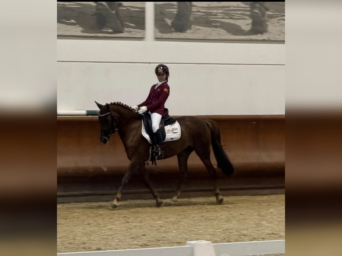 Más caballos centroeuropeos Yegua 11 años 146 cm Alazán-tostado in Falze&#x27;