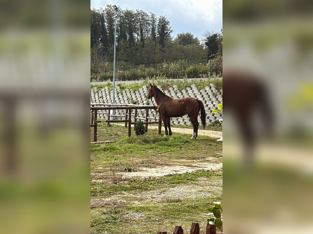 Más caballos centroeuropeos Yegua 11 años 155 cm Castaño oscuro in Simbario