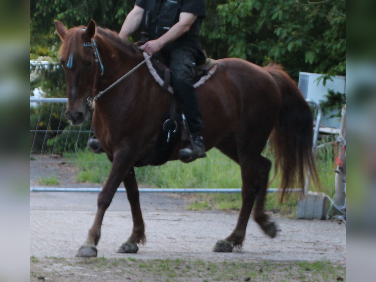 Más caballos centroeuropeos Yegua 11 años 156 cm Alazán-tostado in Gemmerich