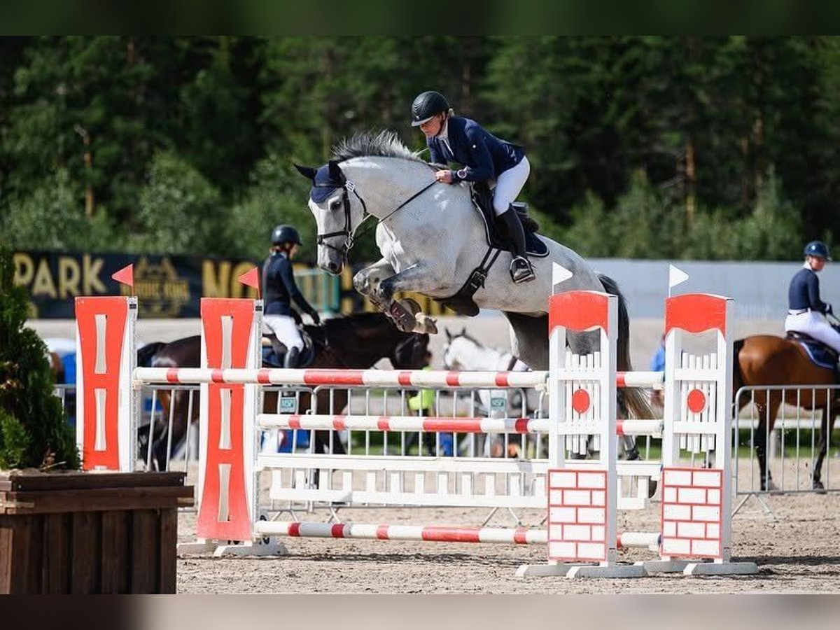 Más caballos centroeuropeos Yegua 11 años 175 cm Tordo in Warendorf