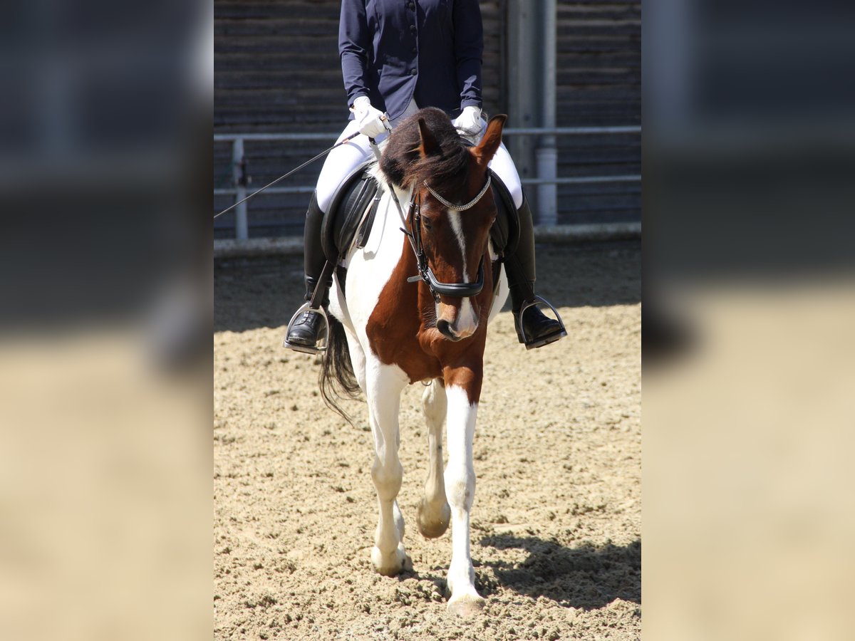 Más caballos centroeuropeos Yegua 12 años 155 cm Pío in Kainbach bei Graz