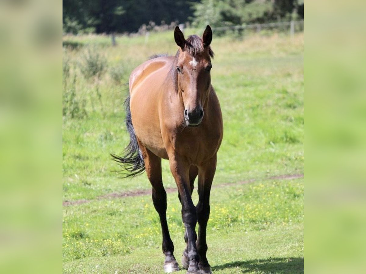 Más caballos centroeuropeos Yegua 12 años 165 cm Castaño oscuro in Ribbesbüttel