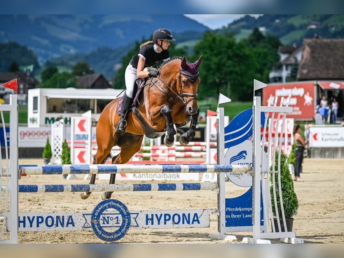 Más caballos centroeuropeos Yegua 12 años 173 cm Castaño in Wolhusen