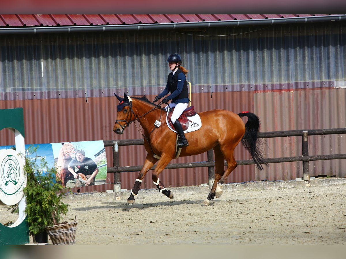 Más caballos centroeuropeos Yegua 12 años in Lohmar