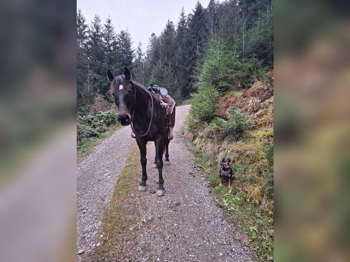 Más caballos centroeuropeos Mestizo Yegua 13 años 154 cm Castaño in Schwaz