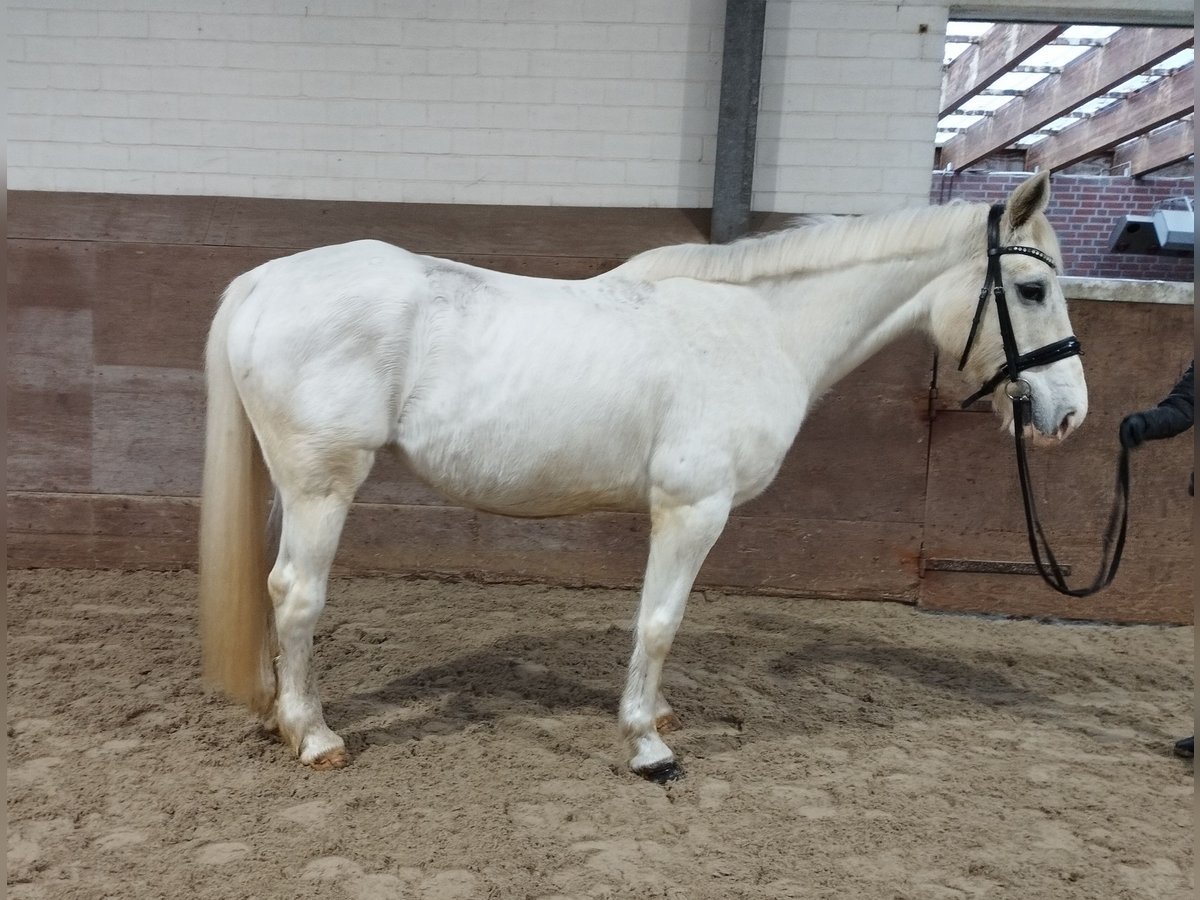 Más caballos centroeuropeos Yegua 13 años 160 cm Tordo in Bad Laer