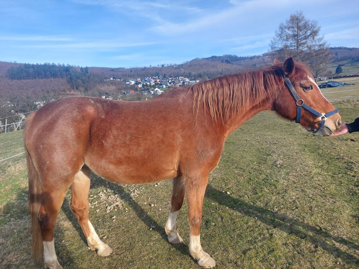 Más caballos centroeuropeos Yegua 13 años Castaño in Haiger