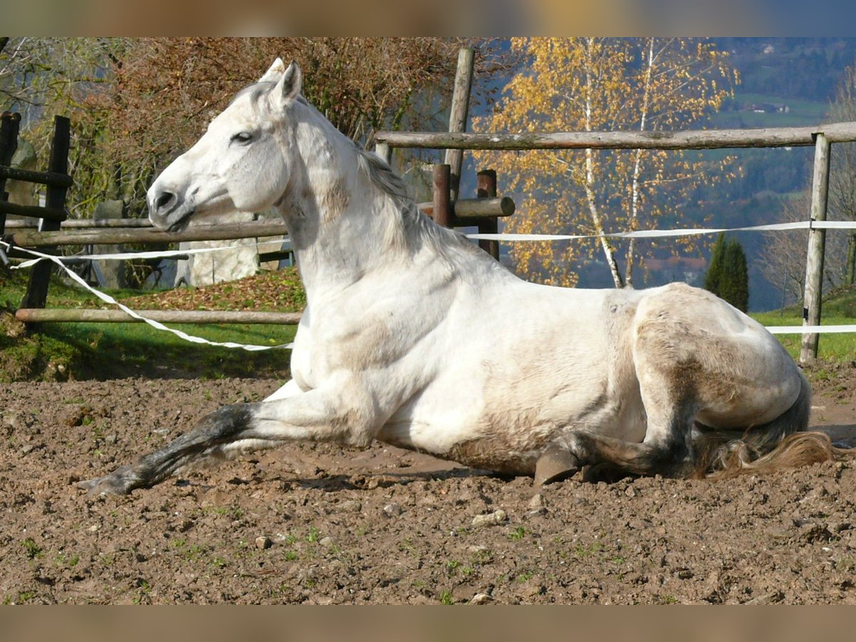 Más caballos centroeuropeos Yegua 13 años Tordo rodado in Stubenberg