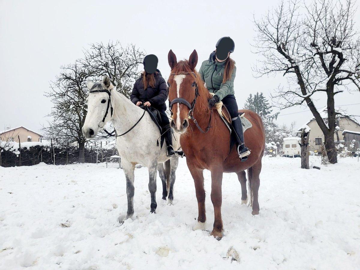 Más caballos centroeuropeos Mestizo Yegua 14 años 155 cm Alazán in Linz