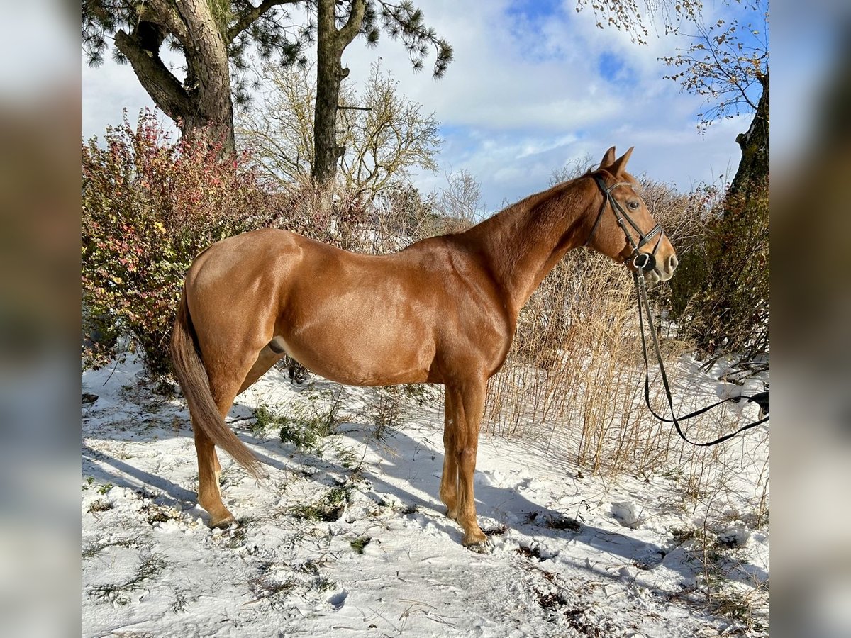 Más caballos centroeuropeos Yegua 14 años 157 cm Alazán in Pelmberg