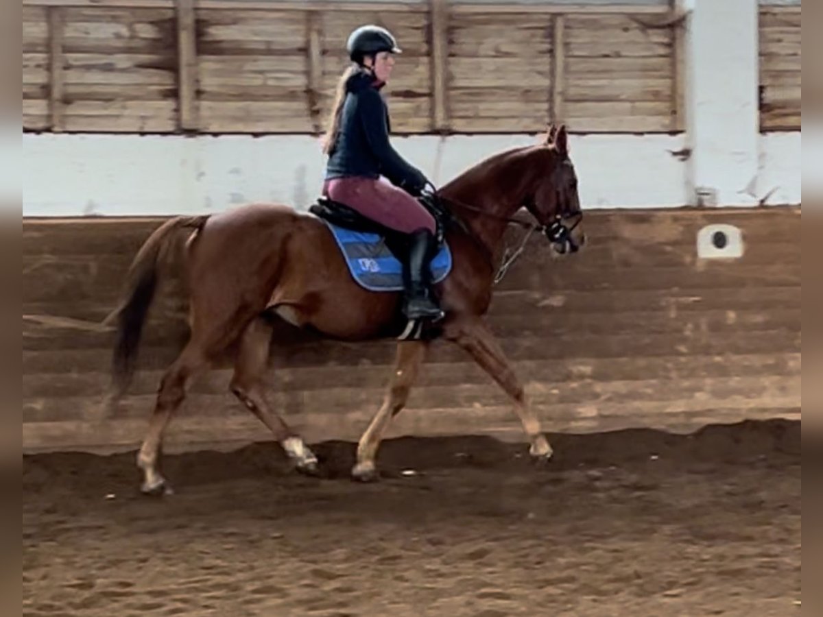 Más caballos centroeuropeos Yegua 14 años 157 cm Alazán in Pelmberg