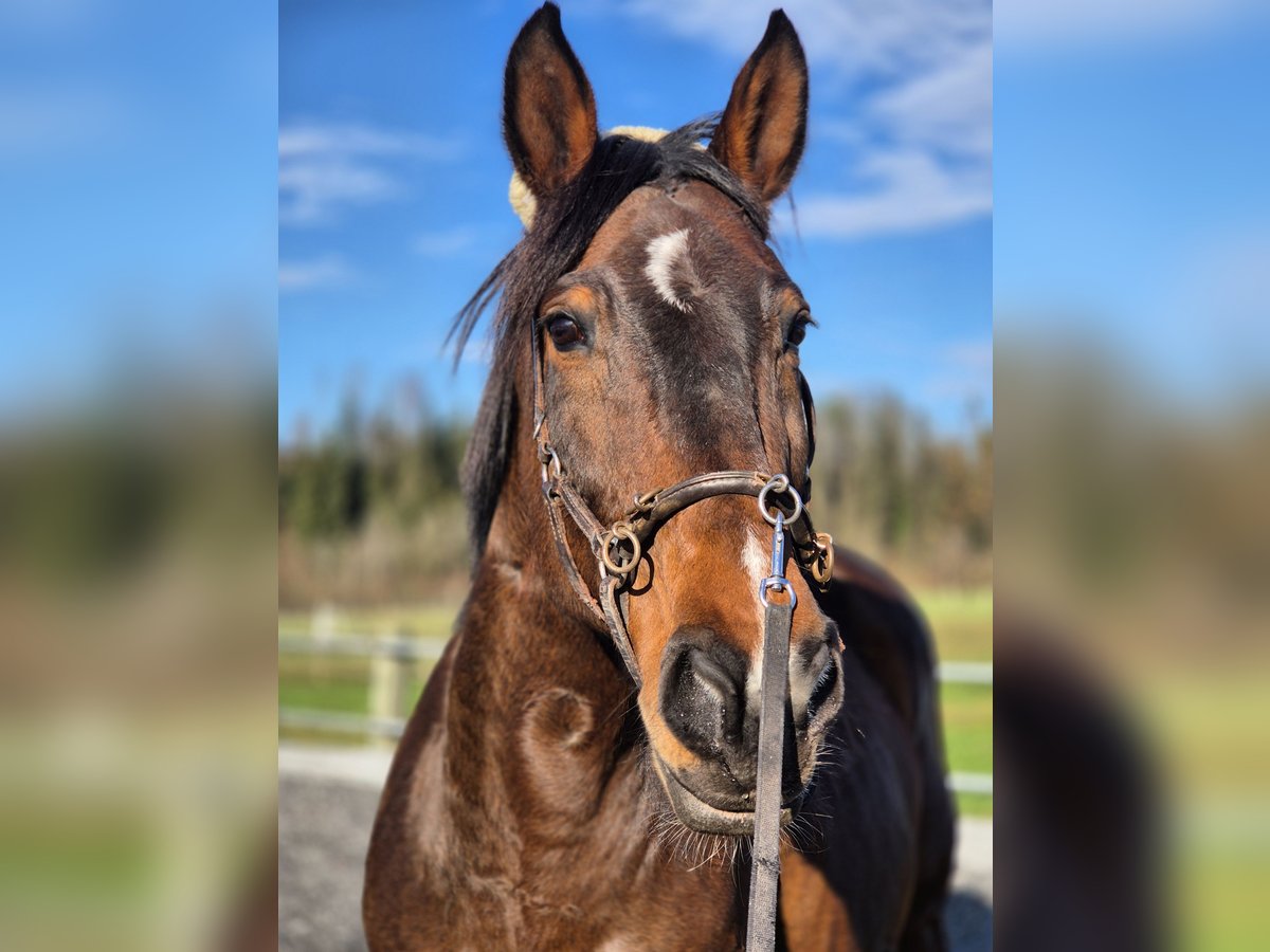 Más caballos centroeuropeos Yegua 14 años 165 cm Castaño in Wiezikon b. Sirnach