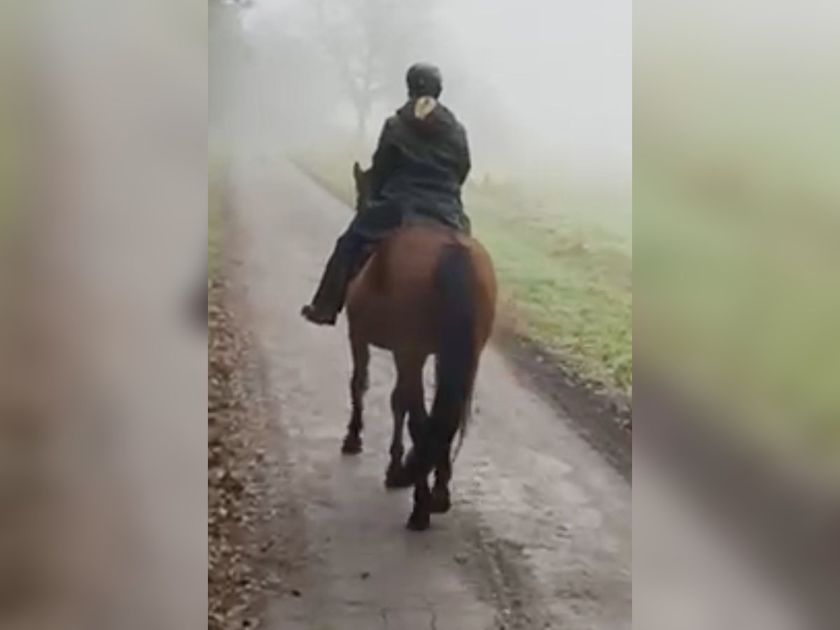 Más caballos centroeuropeos Yegua 14 años 165 cm Castaño oscuro in Ribbesbüttel