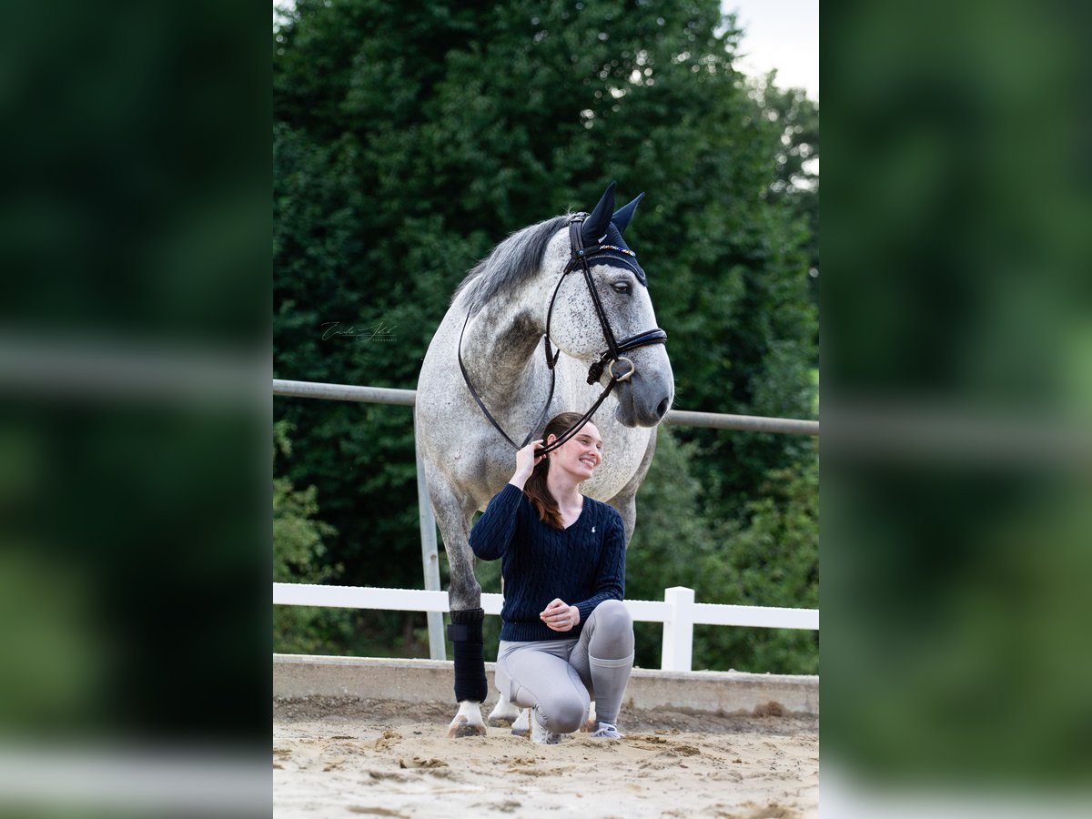 Más caballos centroeuropeos Yegua 15 años 162 cm Tordo rodado in Dormagen