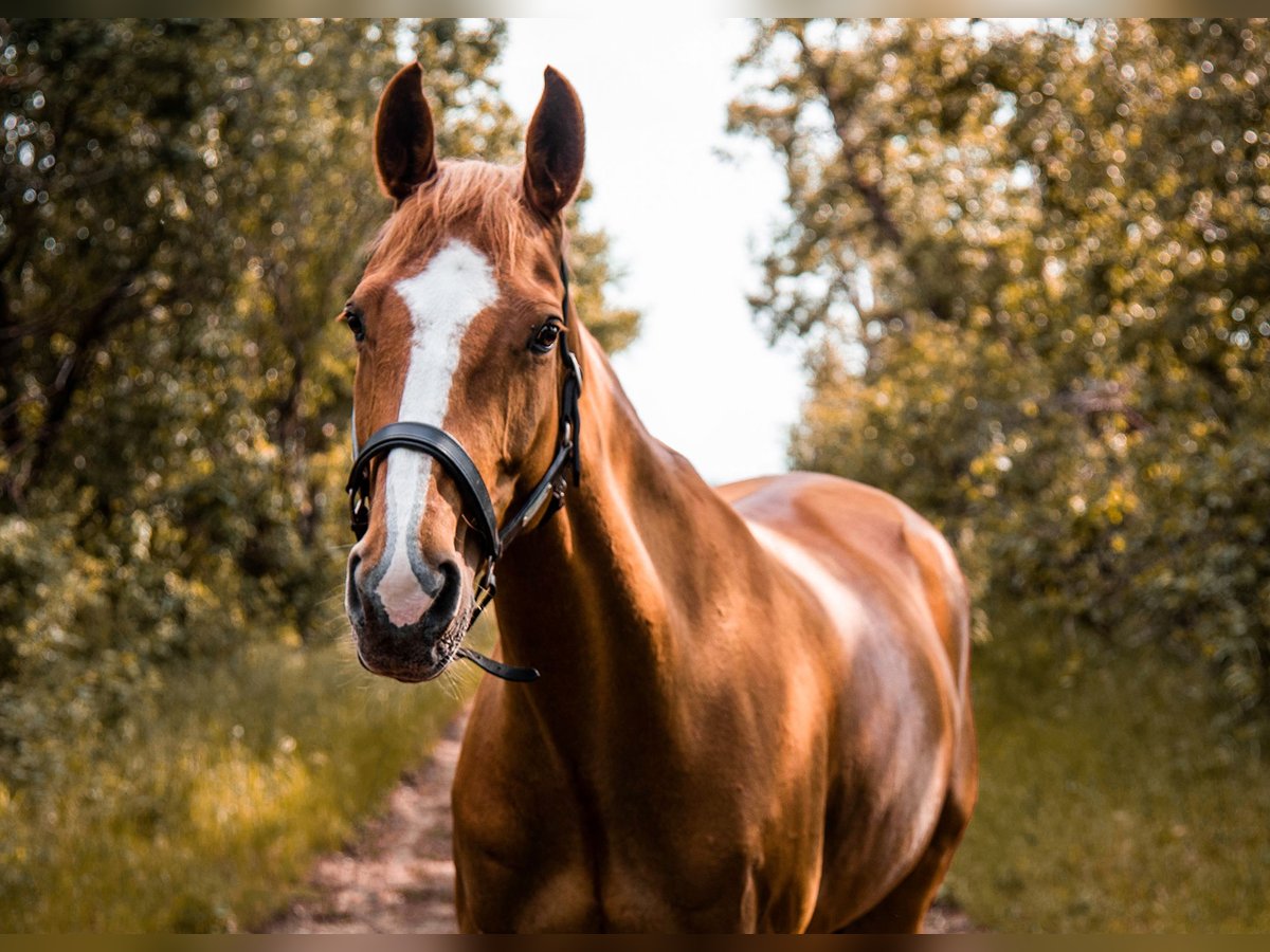 Más caballos centroeuropeos Yegua 15 años 168 cm Alazán in Wien, Donaustadt