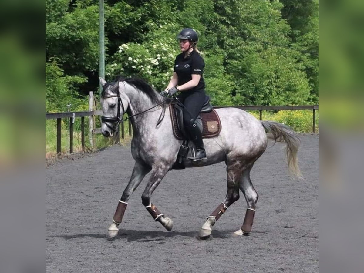 Más caballos centroeuropeos Yegua 15 años 170 cm Tordo in Slattum