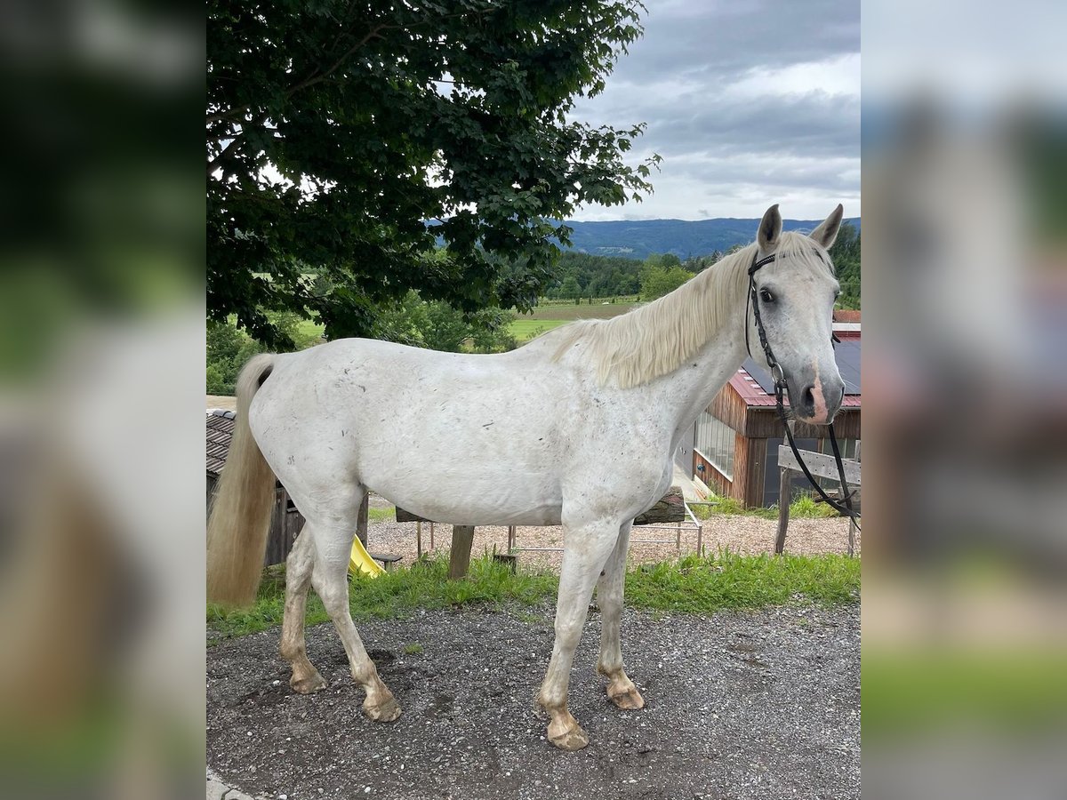 Más caballos centroeuropeos Yegua 15 años in Stainz