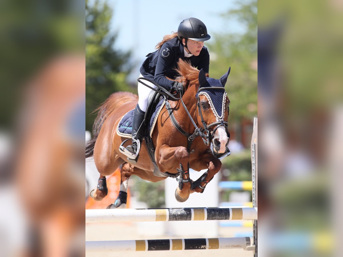 Más caballos centroeuropeos Mestizo Yegua 16 años 148 cm Alazán in Riccione