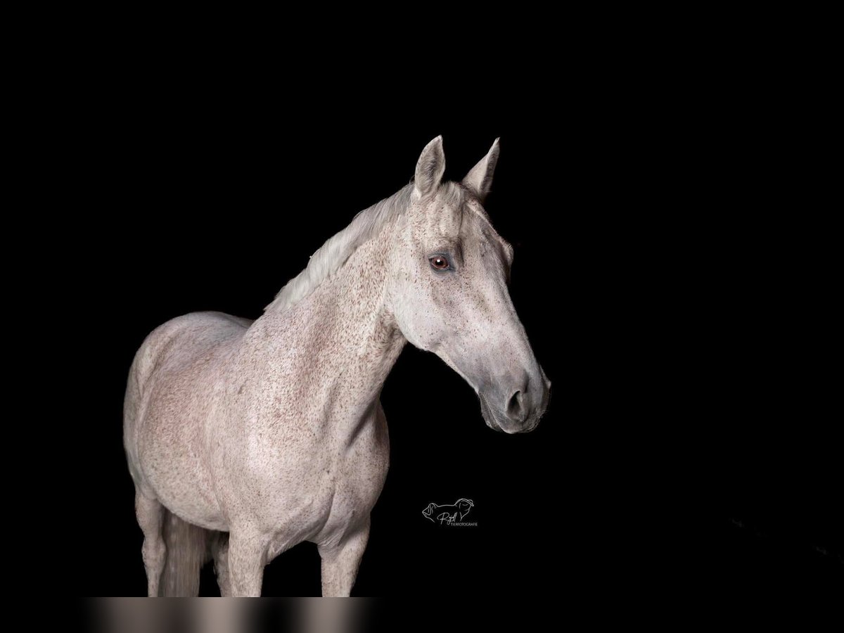 Más caballos centroeuropeos Yegua 16 años 153 cm Tordo picazo in Weikersdorf am Steinfelde