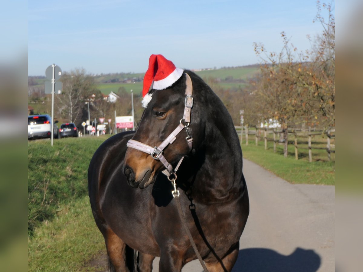 Más caballos centroeuropeos Mestizo Yegua 16 años 161 cm Castaño in Dettenhausen