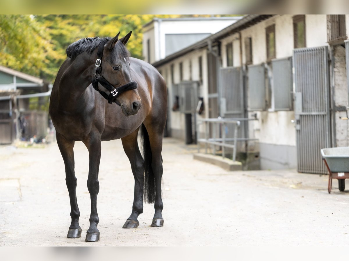 Más caballos centroeuropeos Yegua 16 años 163 cm Castaño in Köln