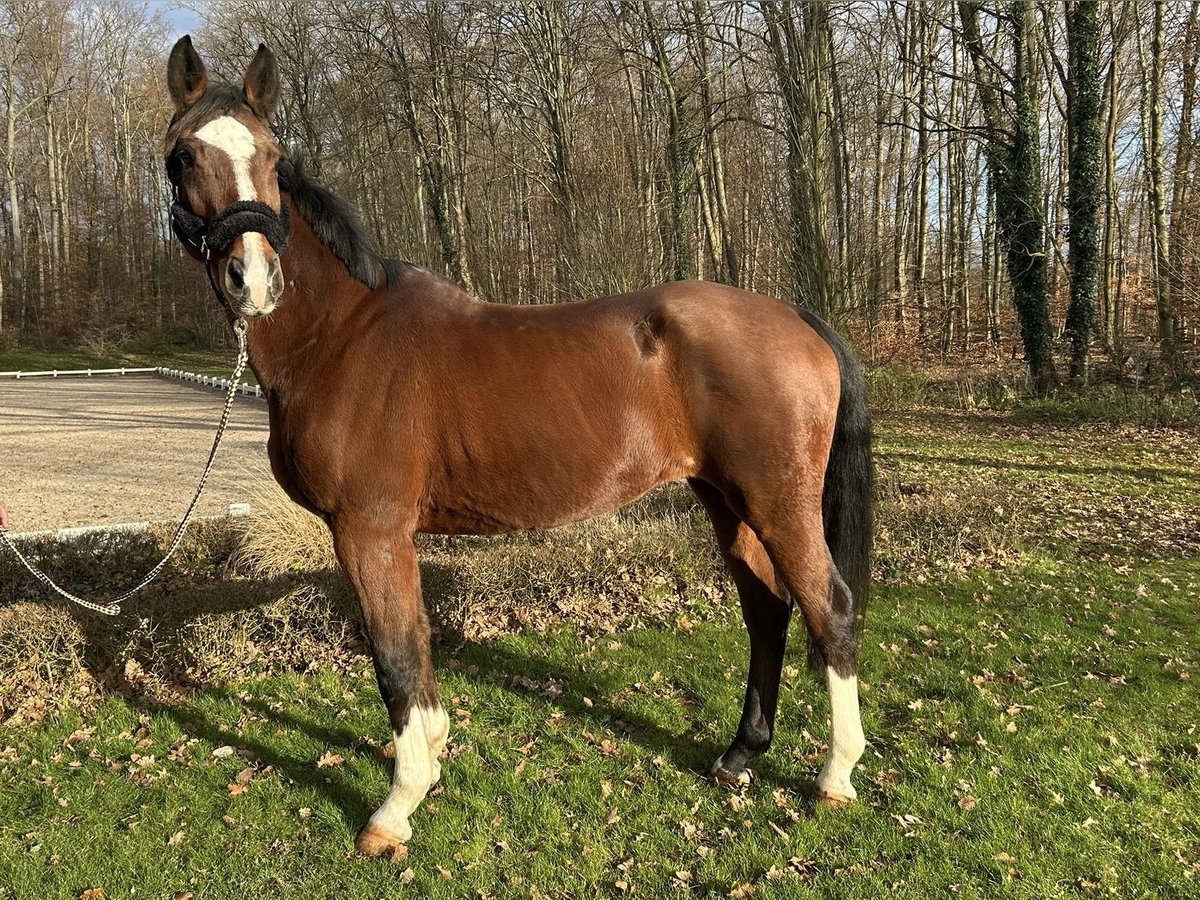 Más caballos centroeuropeos Yegua 16 años 166 cm Castaño in Darmstadt