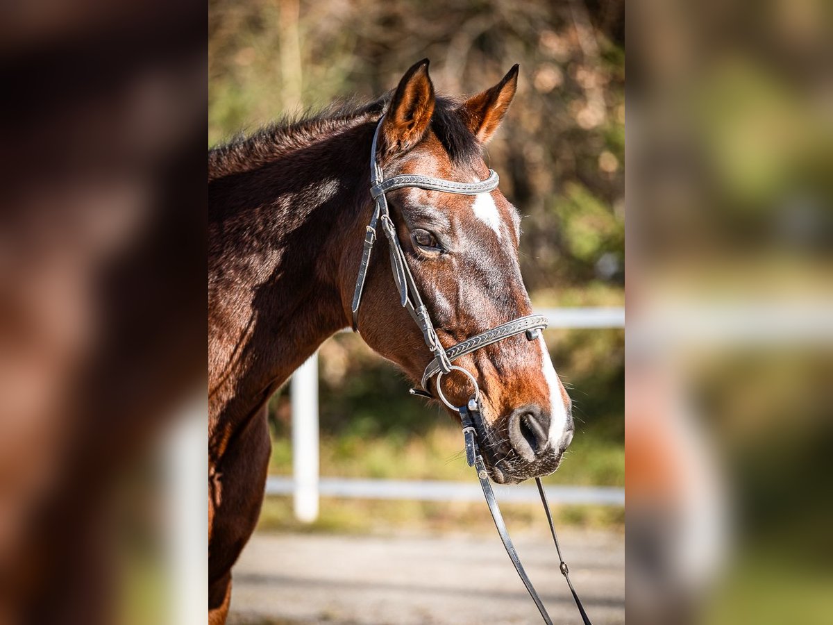 Más caballos centroeuropeos Yegua 17 años 165 cm Castaño in Velden