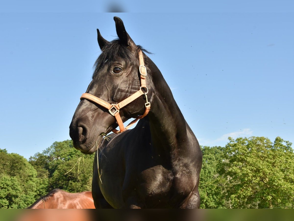 Más caballos centroeuropeos Yegua 18 años 160 cm Castaño oscuro in Marchtrenk