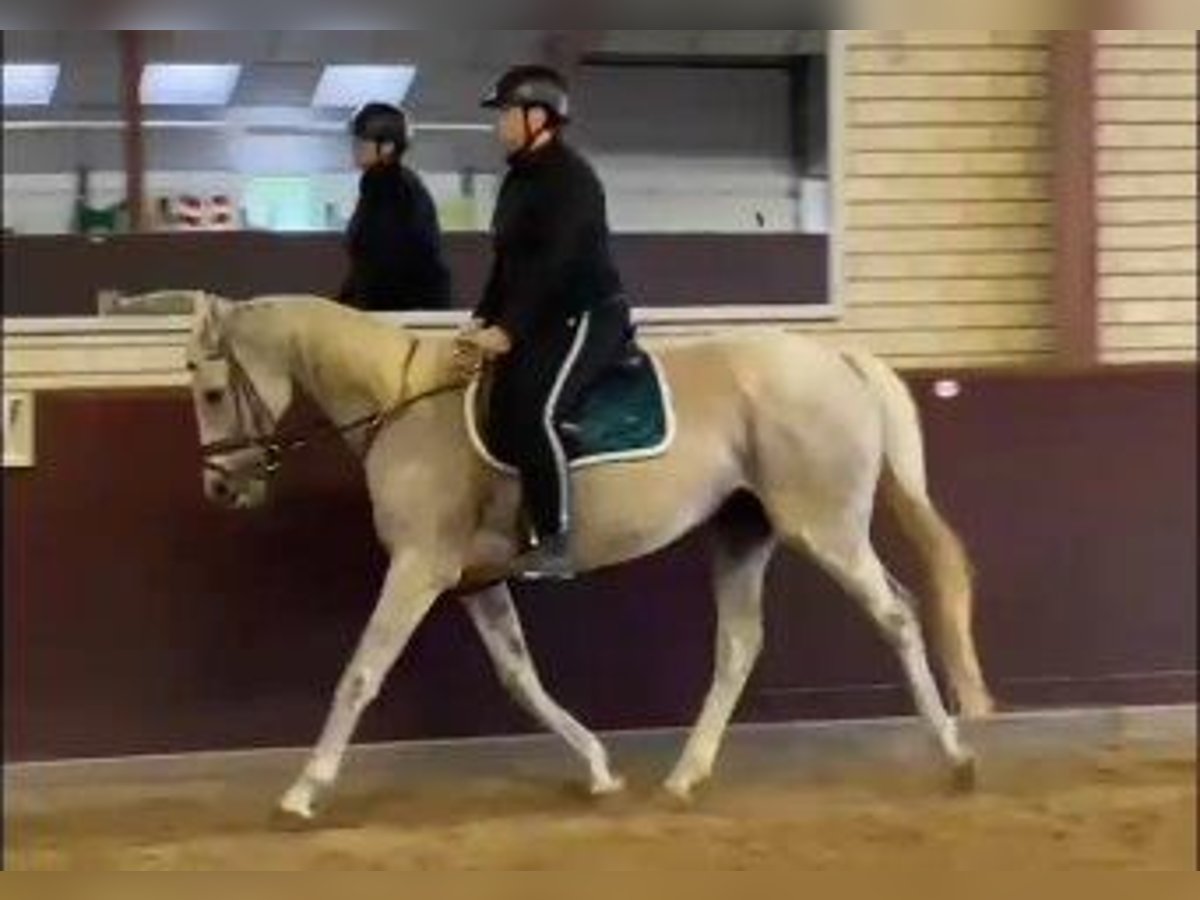 Más caballos centroeuropeos Mestizo Yegua 19 años 158 cm Tordo picazo in Breda