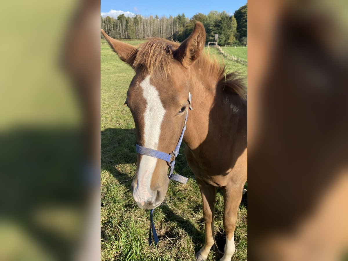 Más caballos centroeuropeos Yegua 1 año 170 cm Alazán in Lichtenau