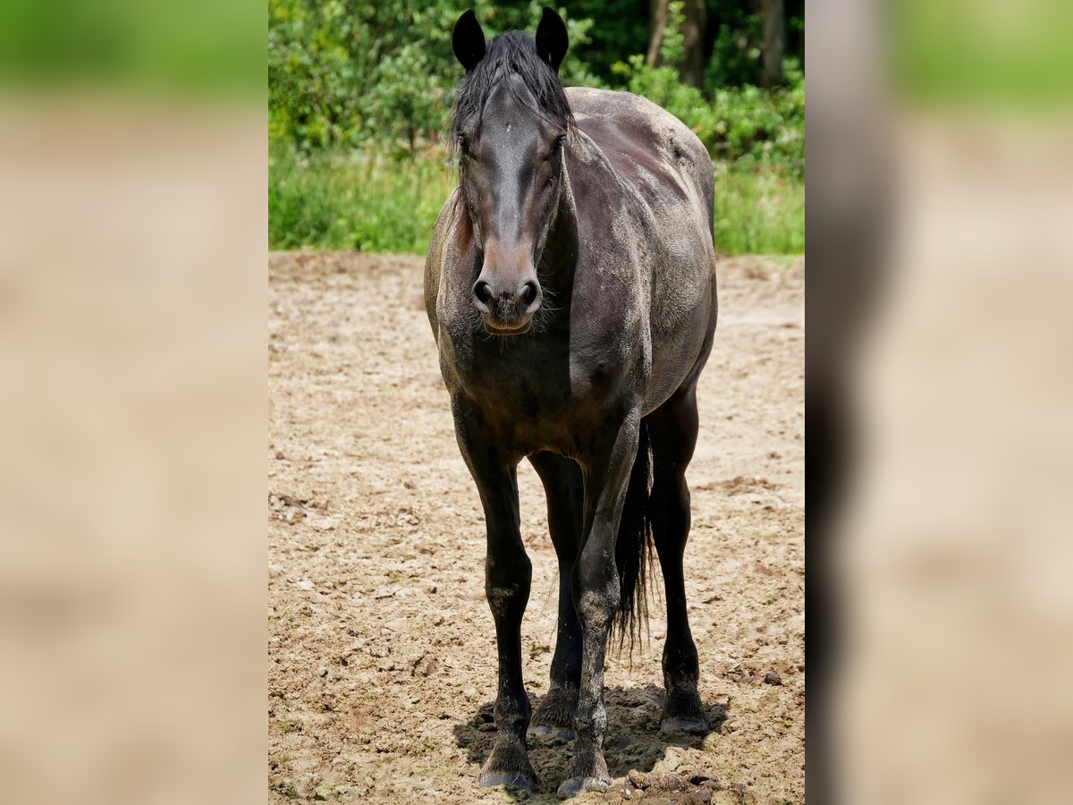 Más caballos centroeuropeos Mestizo Yegua 2 años 150 cm Morcillo in Veendam