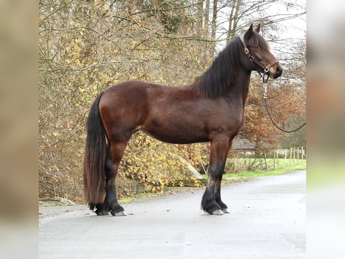 Más caballos centroeuropeos Yegua 2 años 158 cm Castaño oscuro in Verl