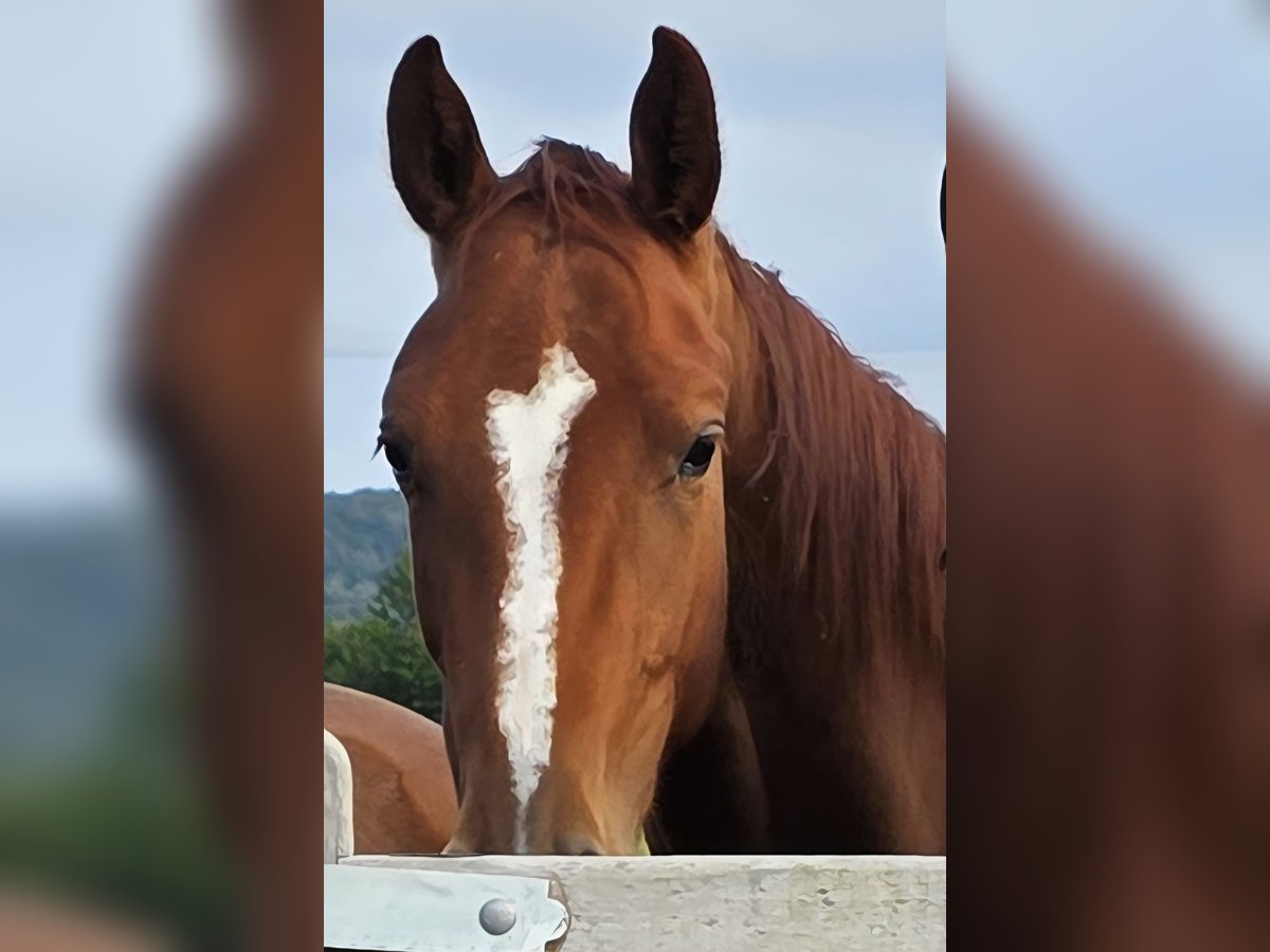 Más caballos centroeuropeos Yegua 2 años 167 cm Alazán in Dornburg