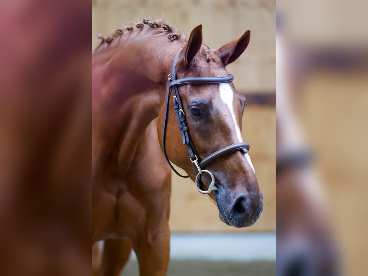 Más caballos centroeuropeos Yegua 3 años 168 cm Alazán in Kinrooi