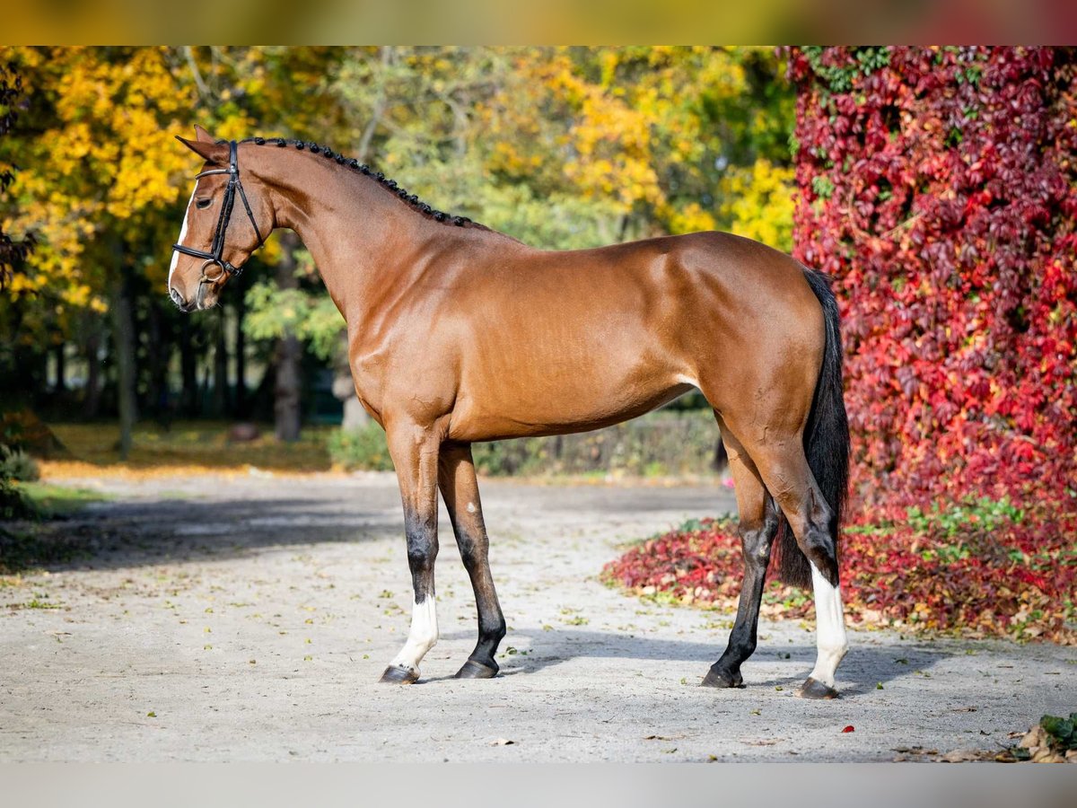 Más caballos centroeuropeos Yegua 3 años 168 cm Castaño in Poznań