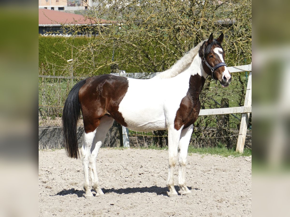 Más caballos centroeuropeos Yegua 3 años 170 cm Pío in Borgentreich