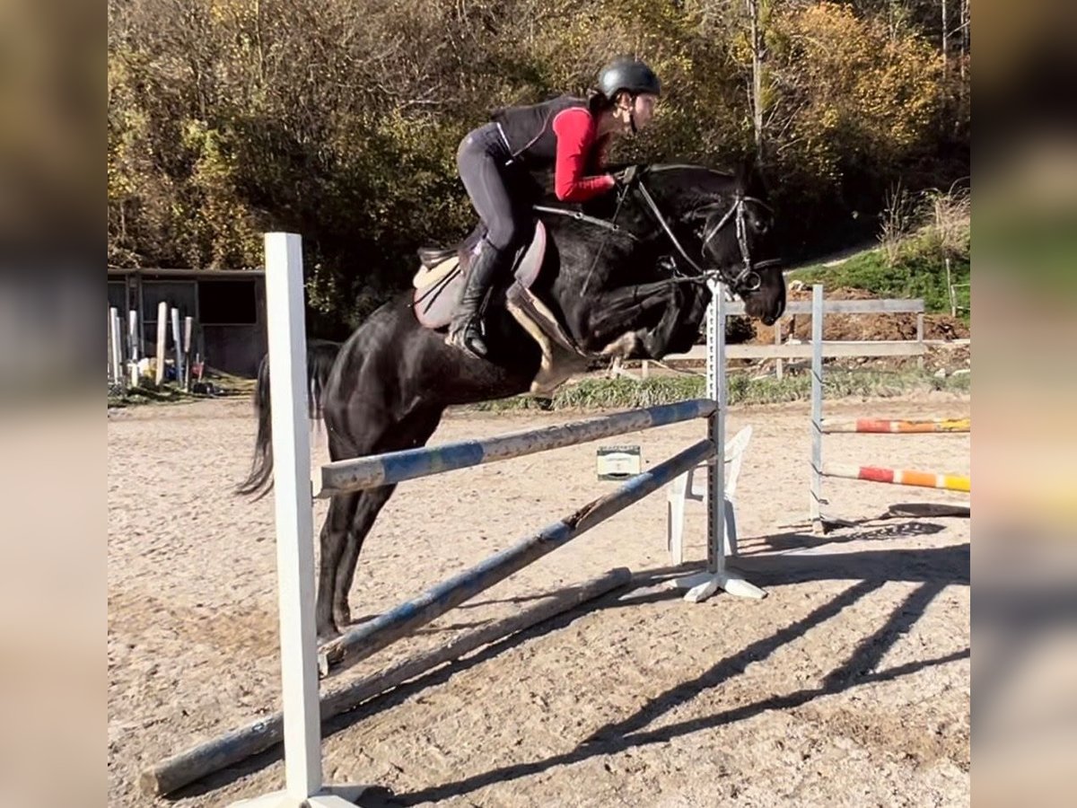 Más caballos centroeuropeos Yegua 4 años 155 cm Negro in Bled