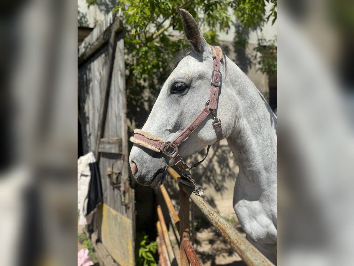 Más caballos centroeuropeos Mestizo Yegua 4 años 156 cm in Stralsund